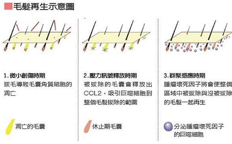 肚臍毛可以拔嗎|腋毛、陰毛......身體這些毛該不該剃？醫師建議這麼做…